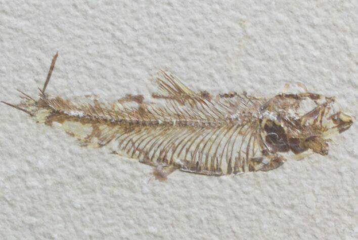 Bargain Knightia Fossil Fish - Wyoming #39681